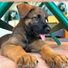 PAKO, chiot mâle Croisé Berger Malinois