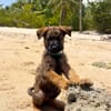 PAKO, chiot mâle Croisé Berger Malinois