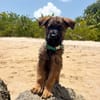 PAKO, chiot mâle Croisé Berger Malinois