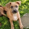 MANOE, chiot femelle Berger Créole