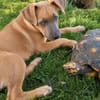 MANOE, chiot femelle Berger Créole