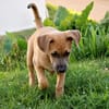 MANOE, chiot femelle Berger Créole