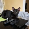 BLACKY, chaton mâle européen