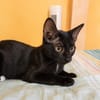 BLACKY, chaton mâle européen