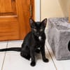 BLACKY, chaton mâle européen