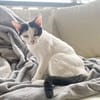 KALICY, chat femelle européen, junior