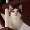 KALICY, chat femelle européen, junior