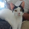KALICY, chat femelle européen, junior