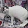 KALICY, chat femelle européen, junior