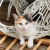 MINA, chat femelle type européen, junior