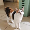 MINA, chat femelle type européen, junior