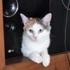 MINA, chat femelle type européen, junior