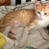 JOSE, Chaton mâle type européen