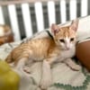 JOSE, Chaton mâle type européen
