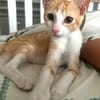JOSE, Chaton mâle type européen