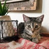 LINE, chaton femelle type Européen