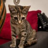 LINE, chaton femelle type Européen