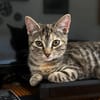 LINE, chaton femelle type Européen