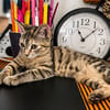 LINE, chaton femelle type Européen
