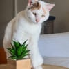 PARIS, chatte type européen