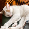 PARIS, chatte type européen