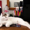 PARIS, chatte type européen