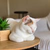 PARIS, chatte type européen