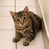 KATE, chaton femelle européen
