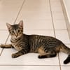 KATE, chaton femelle européen