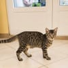 KATE, chaton femelle européen