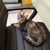 KATE, chaton femelle européen