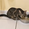 KATE, chaton femelle européen