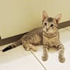 LIZZY, chaton femelle junior européen