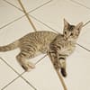LIZZY, chaton femelle junior européen