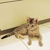 LIZZY, chaton femelle junior européen