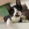 MYO, chaton mâle européen
