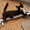 MYO, chaton mâle européen