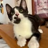 MYO, chaton mâle européen