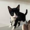MYO, chaton mâle européen