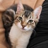 BARNABÉ, chaton type européen mâle