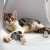 BARNABÉ, chaton type européen mâle