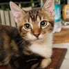 BARNABÉ, chaton type européen mâle