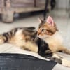 BARNABÉ, chaton type européen mâle