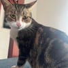 BONBONETTE, chatte européenne adulte