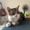BONBONETTE, chatte européenne adulte