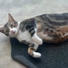 BONBONETTE, chatte européenne adulte