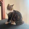 BONBONETTE, chatte européenne adulte
