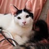 ERENE, chaton femelle type européen