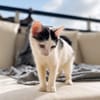 ERENE, chaton femelle type européen