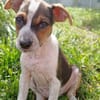 AURORA, chiot femelle Berger Créole